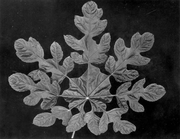 Beautiful leaf of a plant raised by Reasoner's Tropical Nurseries - Bradenton, Florida