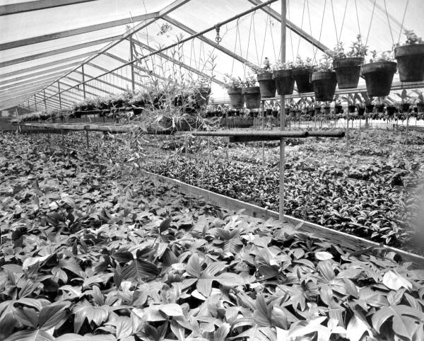 View of a bamboo nurseries - Orlando, Florida .