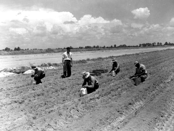 Farm workers plant bulbs in the field - Delray Beach, Florida .