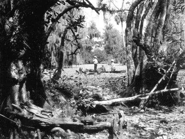 Men canoeing in Corkscrew Swamp - Collier County, Florida