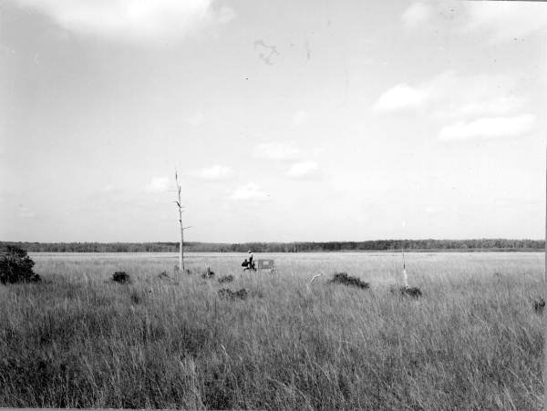 Scenic view of Corkscrew Swamp Sanctuary - Immokalee, Florida