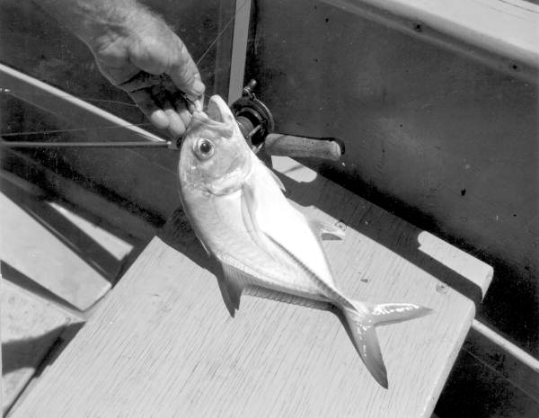 Freshly caught fish - Marquesas Keys, Florida