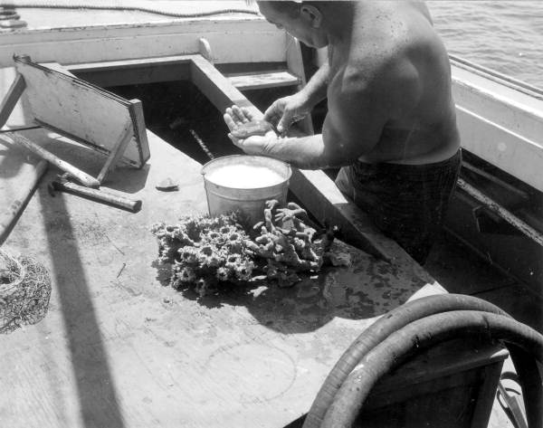 De-pressurizing fish for use at the Gulfarium - Fort Walton Beach, Florida