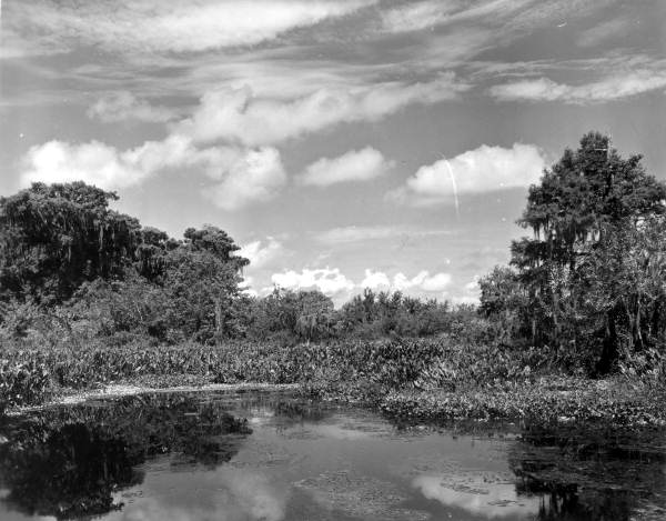 Scenic view at Corkscrew Swamp Sanctuary - Immokalee, Florida