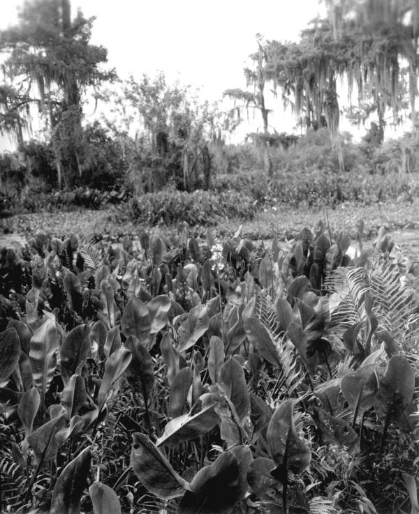 Vegetation of the Everglades at Corkscrew Swamp - Collier County, Florida