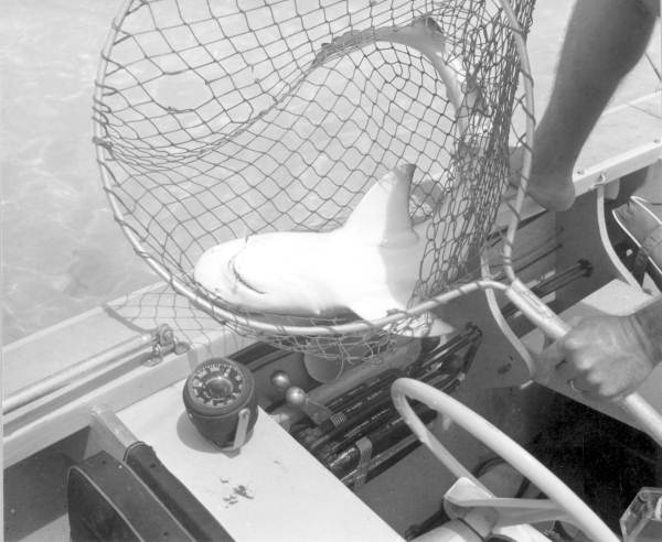 Freshly caught lemon shark - Marquesas Keys, Florida