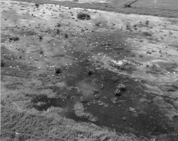 Aerial view of wildlife in conservation areas - Broward County, Florida