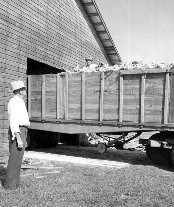 W.M. Inman receiving shipment of hybrid corn for feedlot usegraphic