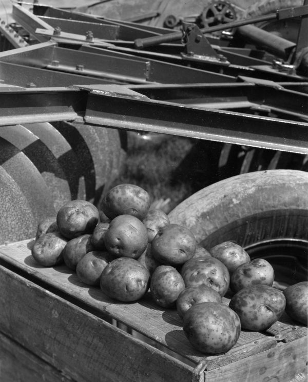 Potatoes