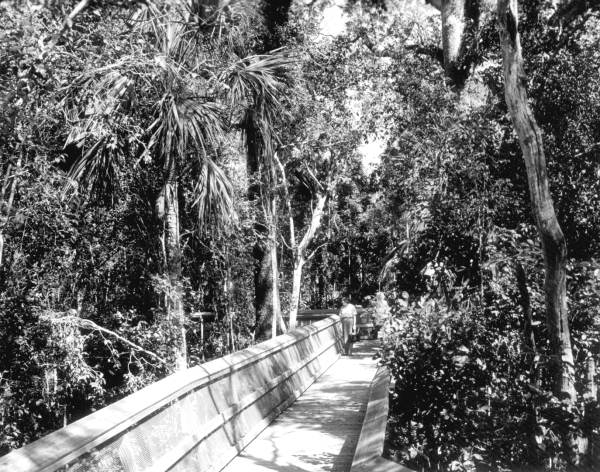 Elevated trail through Mahogany Hammock - Everglades, Florida.