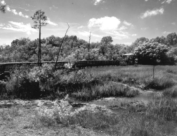 Elevated trail leading to Mahogany Hammock - Everglades, Florida.