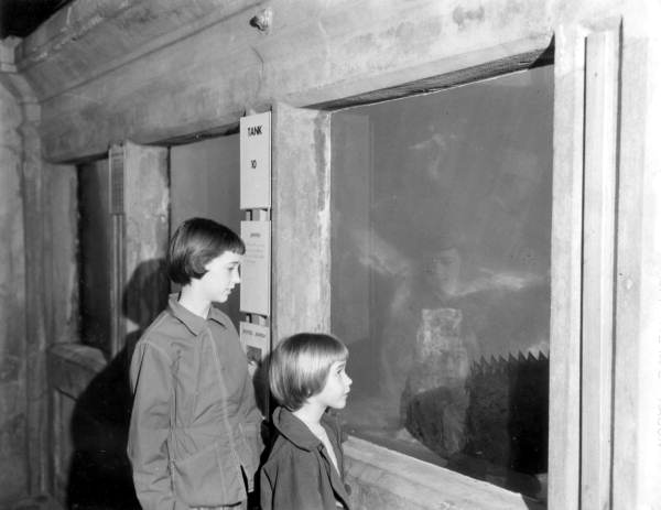 Wain L. Parsons children at the Key West Aquarium.