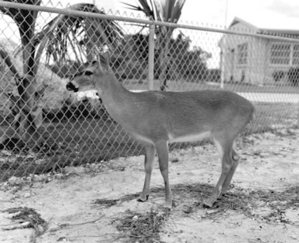 Small deer posed for a picture