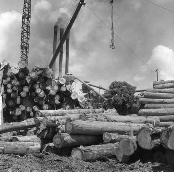Florida Memory • Pine, cypress and oak storage at the Rex Lumber Company in Graceville.