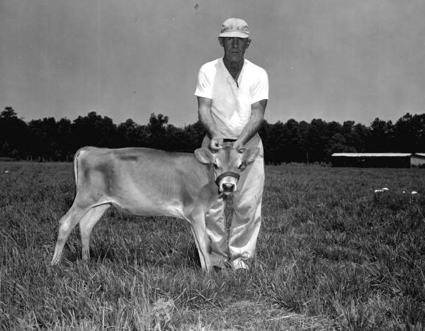 Walter Welkener with his purebred registered Jersey cattle at the Holly Hill Dairy Farm - Duval County, Florida