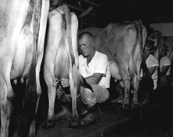 Walter Welkener milks his purebred registered Jersey cattle at the Holly Hill Dairy Farm - Duval County, Florida