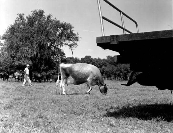 Purebred registered Jersey cattle at the Holly Hill Dairy Farm - Duval County, Florida