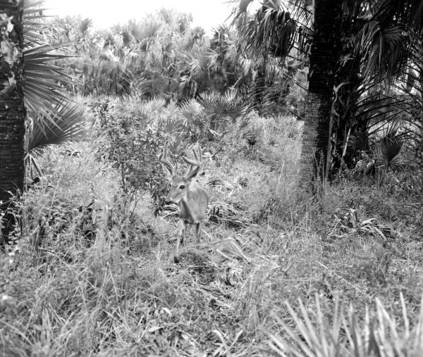 Deer - Punta Gorda, Florida