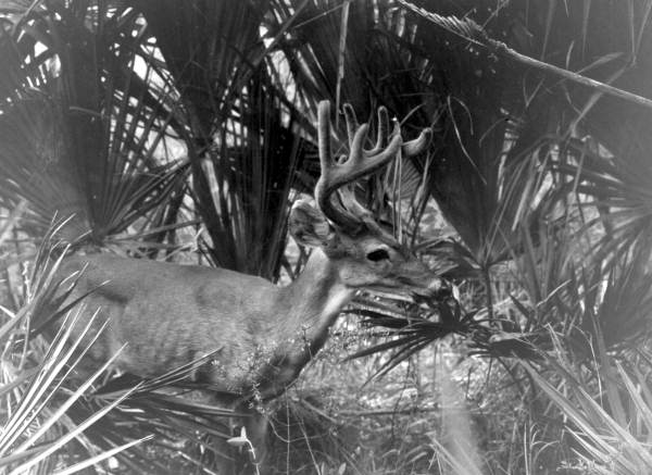 Deer - Punta Gorda, Florida