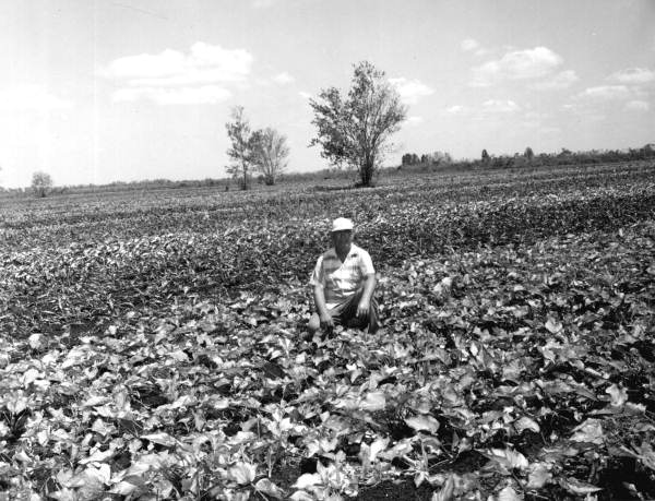 L.L. Holmes stands in field of caladiums - Highlands County, Florida