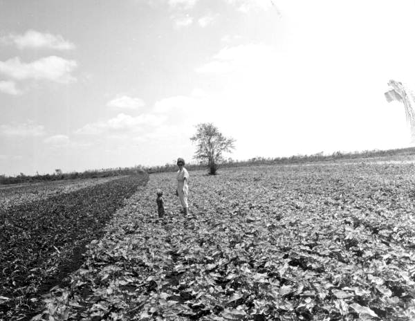 Bettie and Ginny Cobb in a field of caladiums - Highlands County, Florida