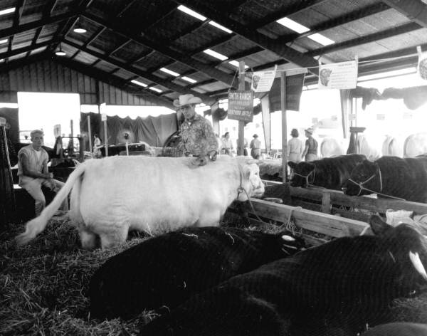 Cattle at the North Florida Fair - Tallahassee, Florida