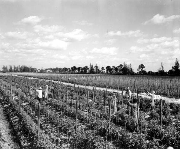 Puerto Rican laborers working in a tomato field - Delray Beach, Florida.