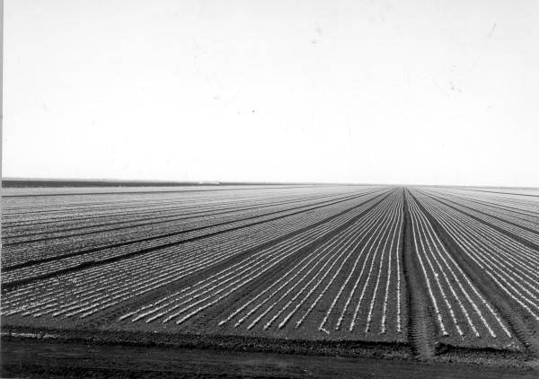 Field of radishes - Belle Glade, Florida.