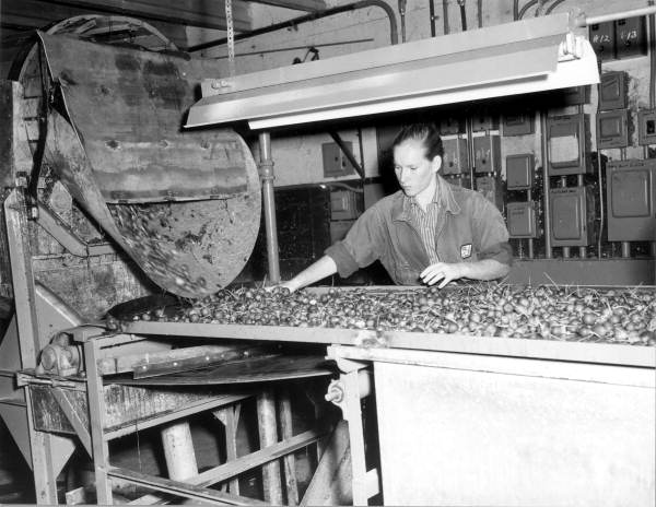 Packaging radishes - Belle Glade, Florida