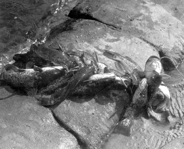 String of several catfish