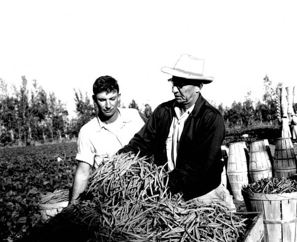 George McMurrain and his son gathering beans - Delray Beach, Florida