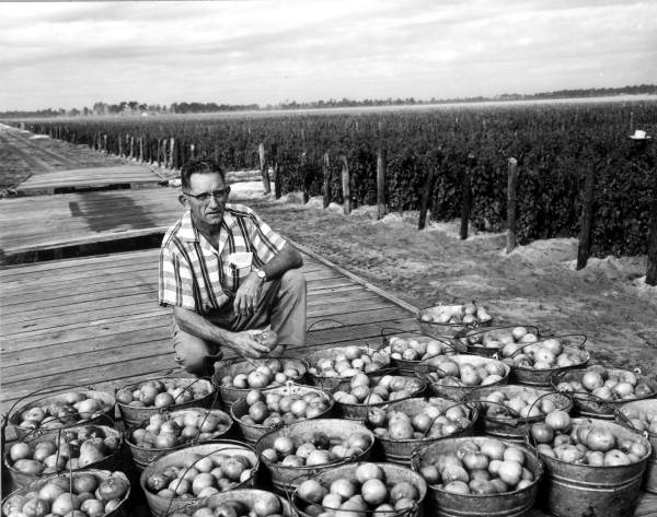 Louis B. Rauth at a tomato field - Delray Beach, Florida.