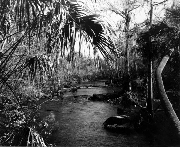 Hillsborough River - Thonotosassa, Florida.