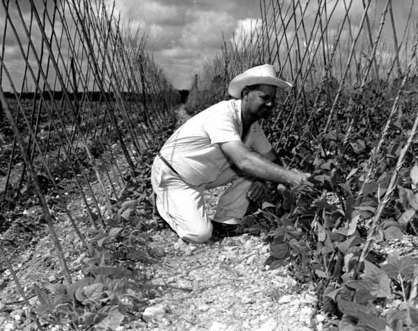 Bean field at Whitney Farms - Homestead, Florida