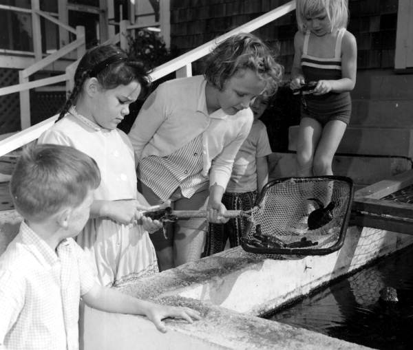 Day for scrubbing turtles at House of Refuge - Stuart, Florida
