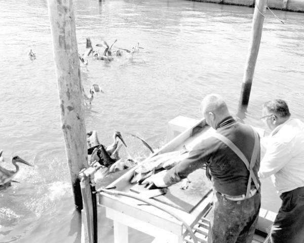Pelicans feeding in Riviera Beach
