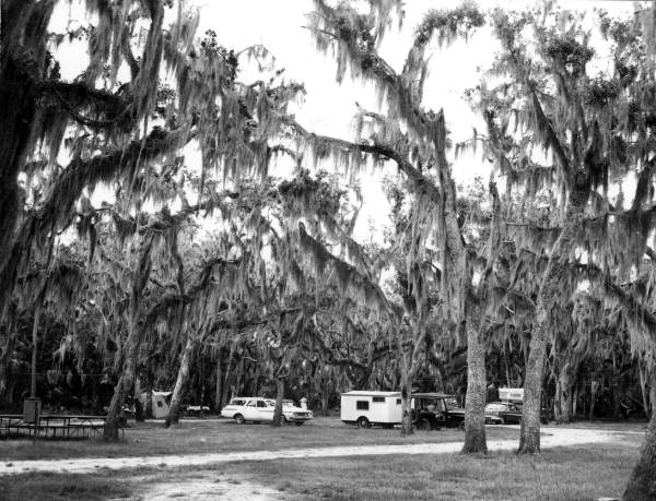 View of campgrounds at the Myakka River State Park - Sarasota, Florida.