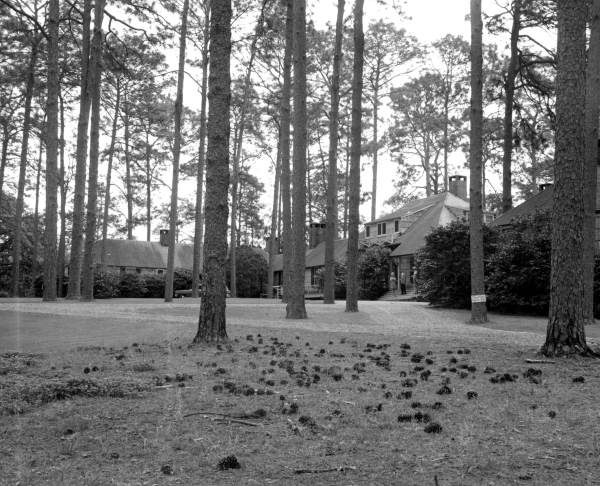 Several pine trees on the grounds of Oaklawn Plantation - Tallahassee, Florida.