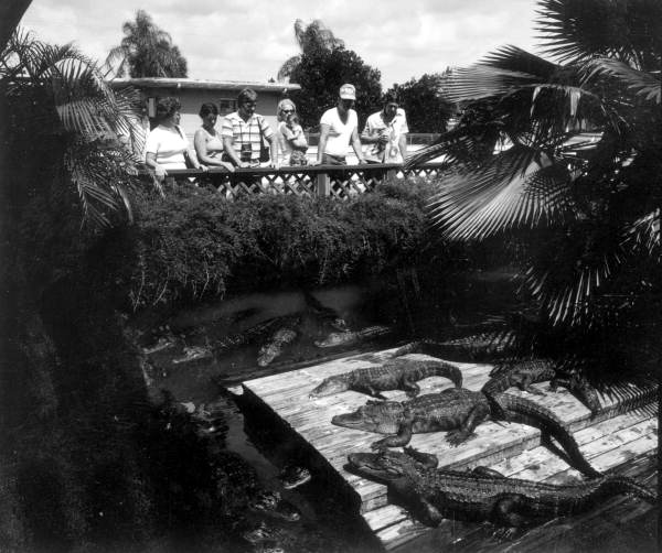 Tourists observing alligators at the Gatorland theme park - Orlando, Florida.