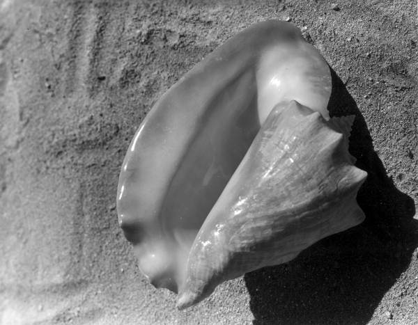 View of a conch shell .