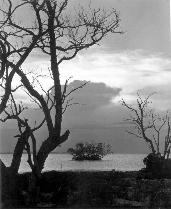 Trees and a sunset - Key Largo, Florida.