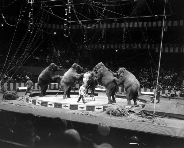 Performing elephants in Ringling Brothers Barnum and Bailey Circus