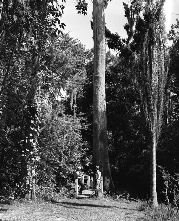 Unidentified people look at the Cypress Trees