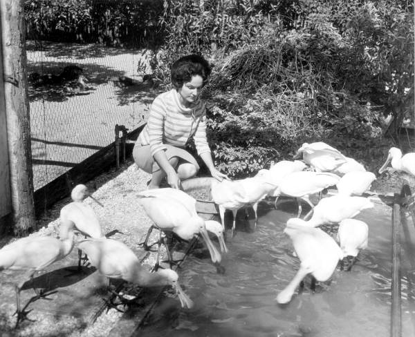 Woman feeding birds - Bonita Springs, Florida