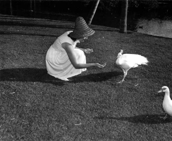 Diane Hillenbrand feeds exotic birds at Sarasota Jungle Gardens - Sarasota, Florida.