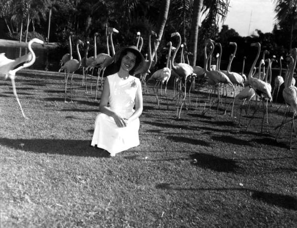 Diane Hillenbrand poses for a photograph among the flamingos of Sarasota Jungle Gardens - Sarasota, Florida.