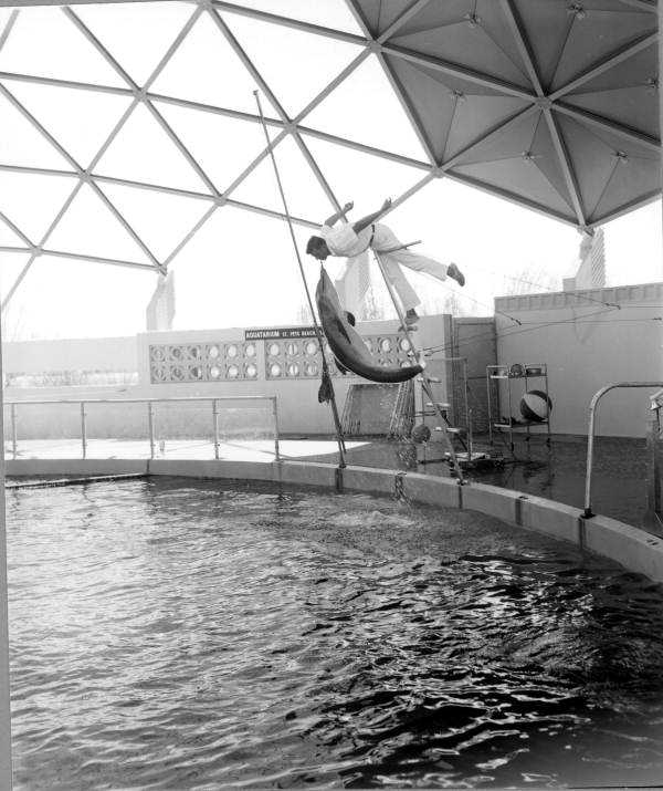 Dolphin show at aquatarium - Saint Petersburg Beach, Florida.