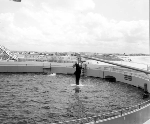 Whale show at Aquatarium - Saint Petersburg Beach, Florida.