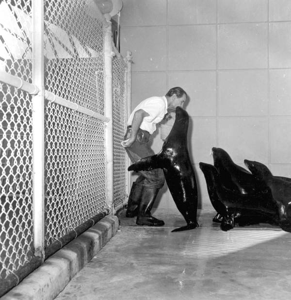 Trainer with seals at Miami Seaquarium - Miami, Florida.