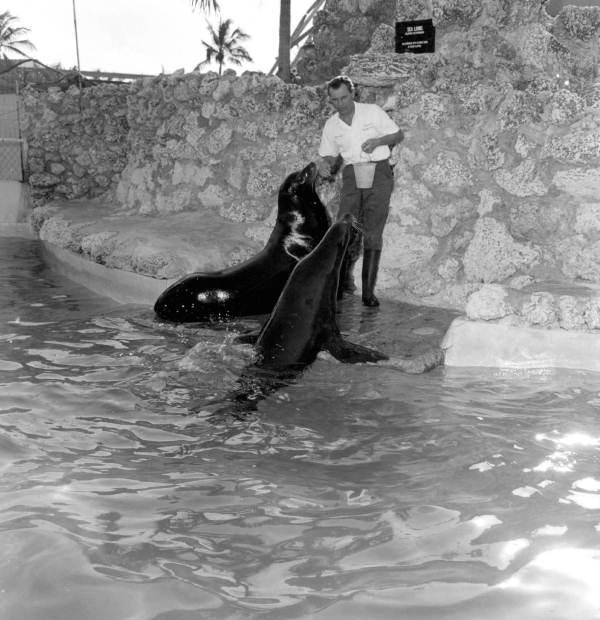 Trainer feeding seals at Miami Seaquarium - Miami, Florida